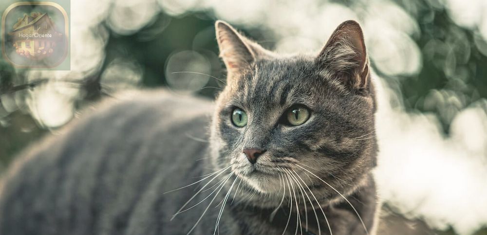 gato gris y beige con ojos verdes