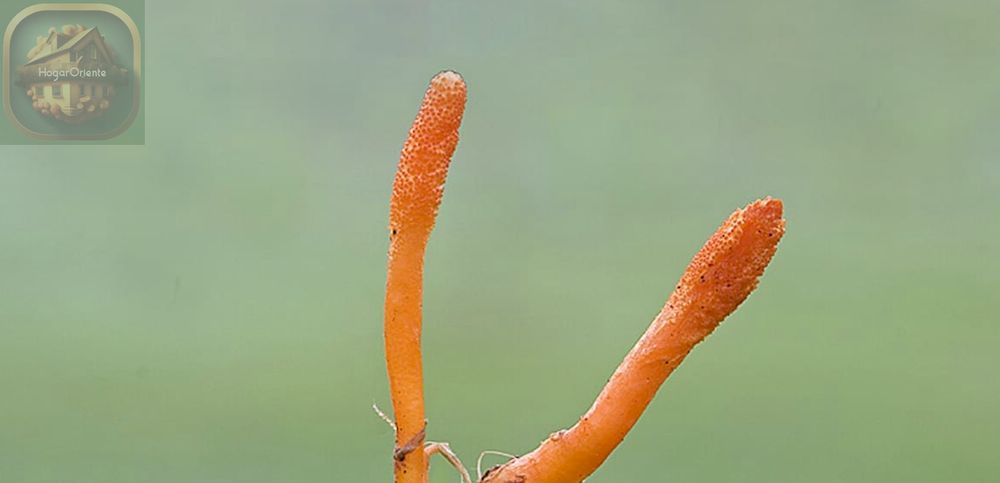 hongos cordyceps que crecen al aire libre