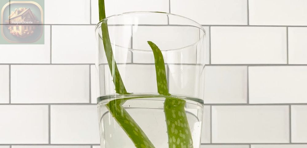 dos hojas de aloe vera en un vaso de agua