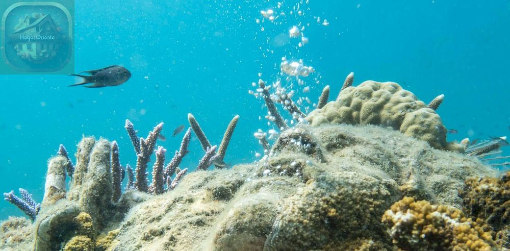 escultura de arrecife submarino cubierta de coral