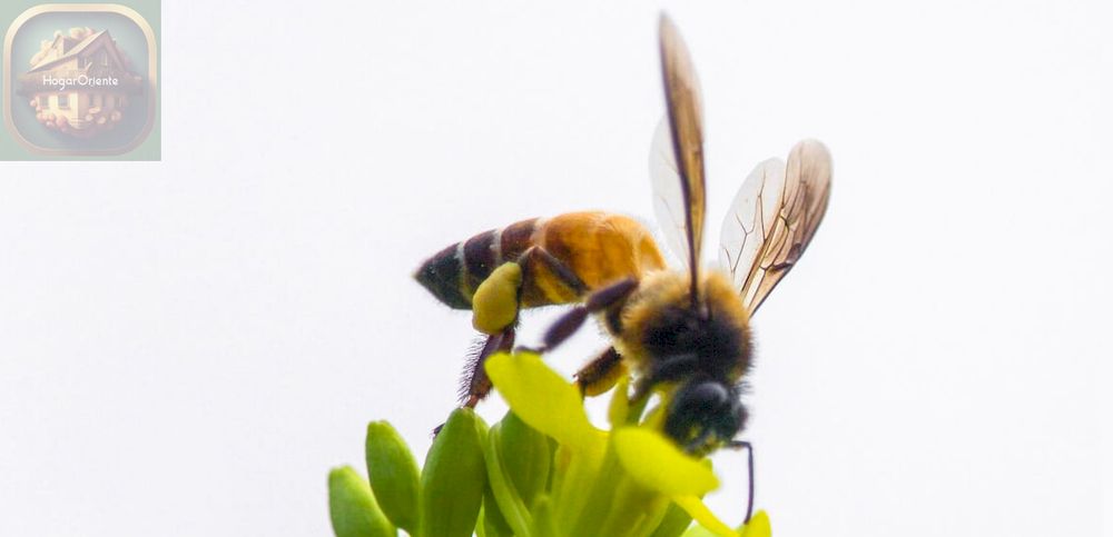 abeja posada en la hierba