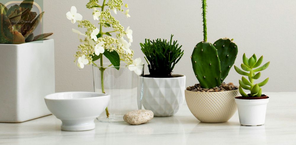 plantas de interior, pequeños cactus