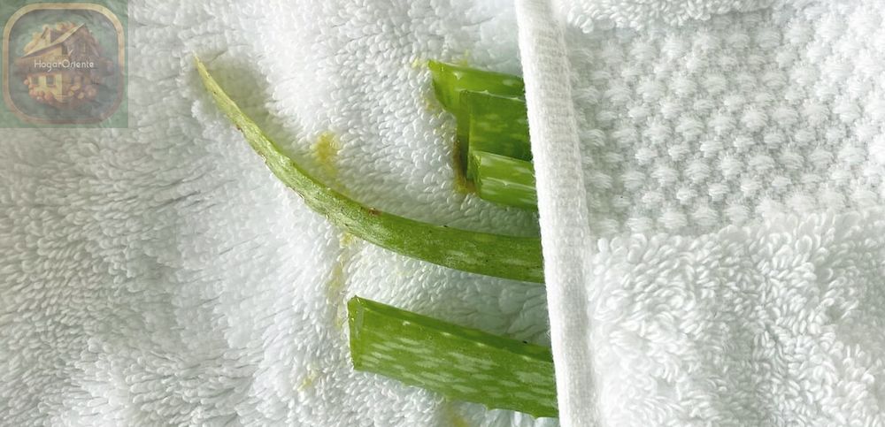 hojas de aloe vera envueltas en una toalla blanca de algodón