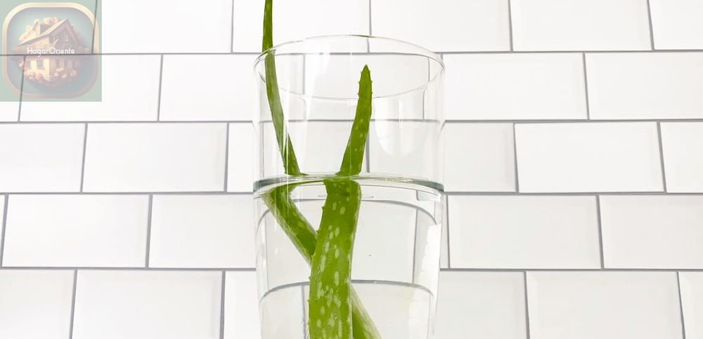 dos hojas de aloe vera en un vaso alto de agua