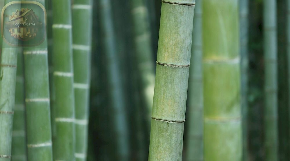 bambú salvaje