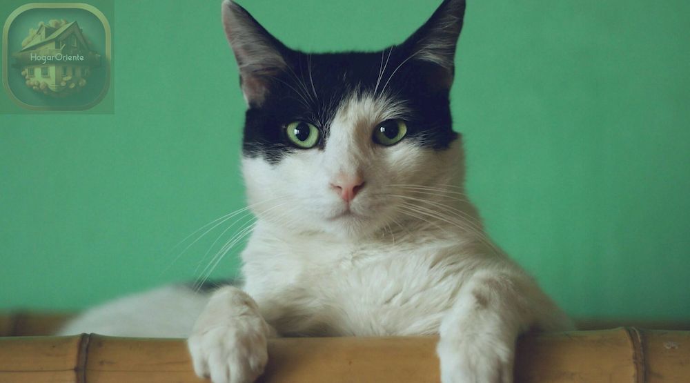 gato blanco y negro con ojos verdes mirando a la cámara