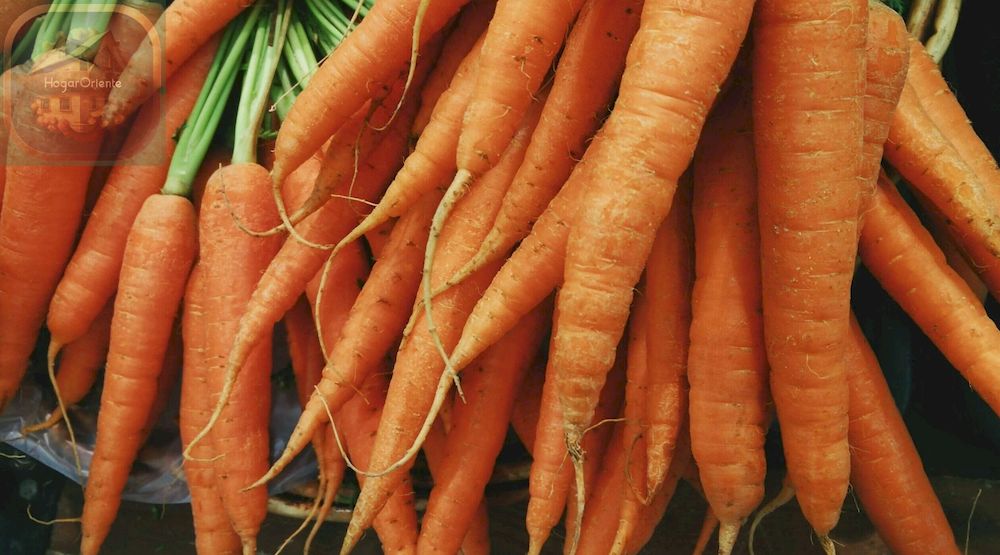 manojo de zanahorias