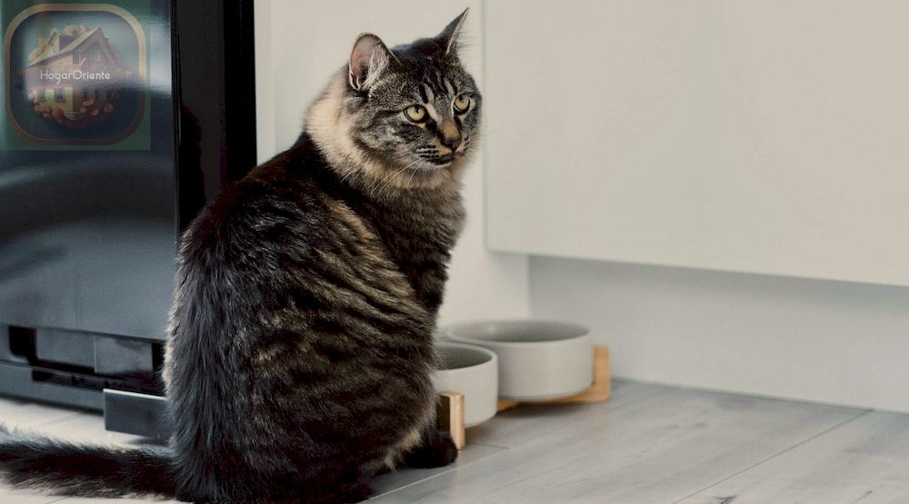 gato sentado frente a un tazón de comida y agua