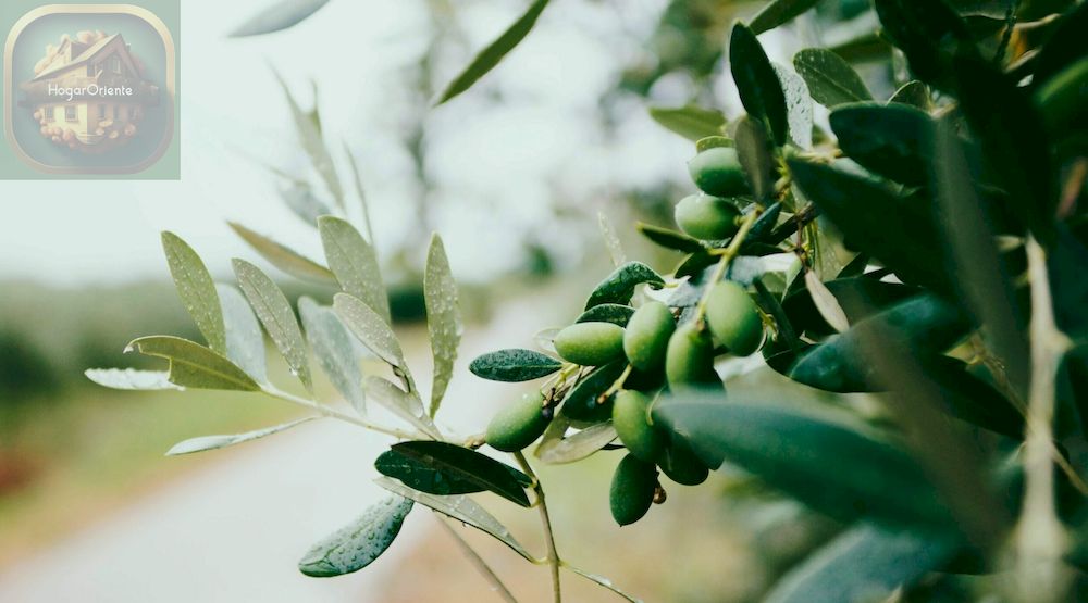 plantas de olivo