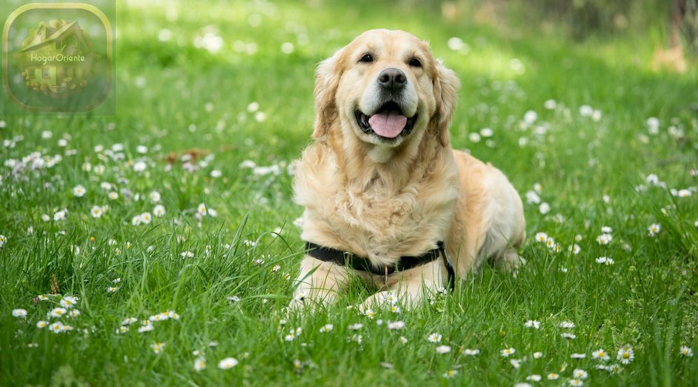 perro senior en campo de hierba