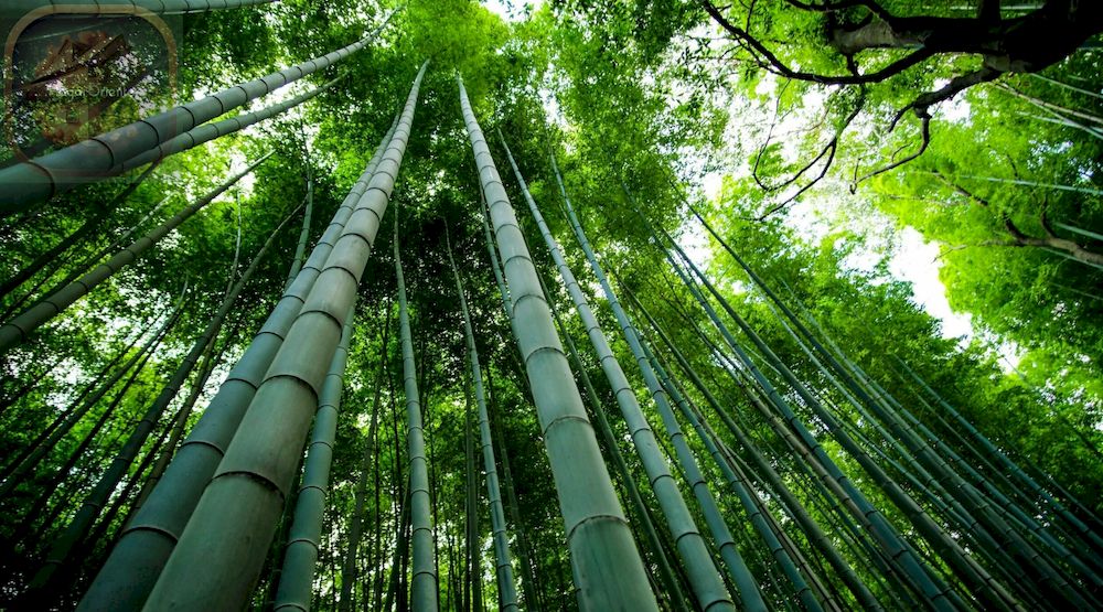 bosque de bambú