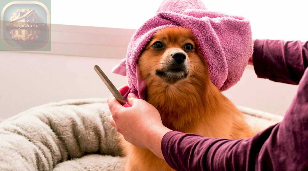 perro secándose con una toalla